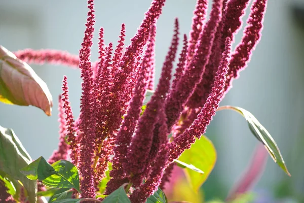 Indiska röda amaranti växt i sommar trädgård. Bladgrönsaker, spannmål och prydnadsväxter, proteinkälla och aminosyror — Stockfoto