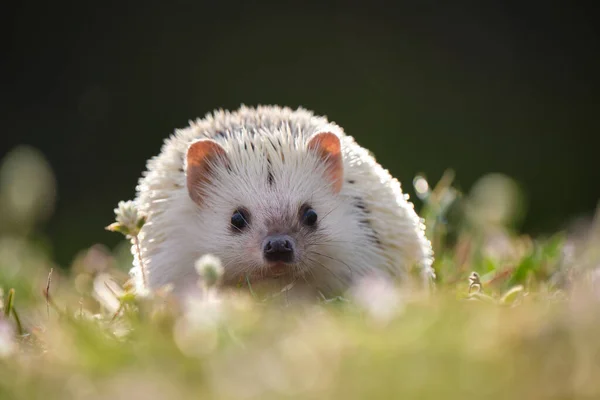 Pequeña mascota de erizo africano en hierba verde al aire libre en el día de verano. Mantener animales domésticos y cuidar el concepto de mascotas — Foto de Stock