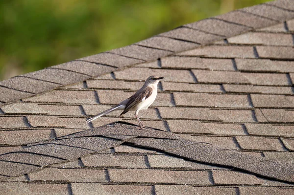 Närbild av hus tak topp täckt med asfalt eller bitumen bältros. Vattentäthet i ny byggnad — Stockfoto