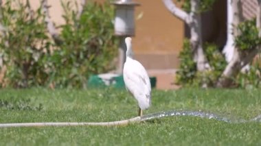 Beyaz sığır balıkçıl kuşu, ayrıca yazın yeşil çimlerde yürüyen Bubulcus Ibis olarak da bilinir.