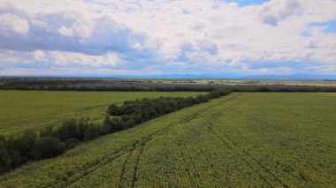 Parlak yaz gününde ekin yetiştiren, ekili tarım arazilerinin havadan manzarası