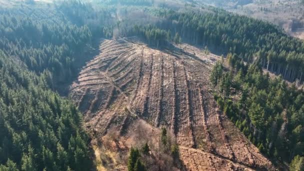 Aerial view of pine forest with large area of cut down trees as result of global deforestation industry. Harmful human influence on world ecology — Stock Video