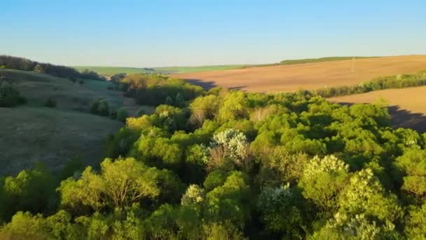 Widok z lotu ptaka ze świeżymi zielonymi drzewami wczesną wiosną o zachodzie słońca — Wideo stockowe