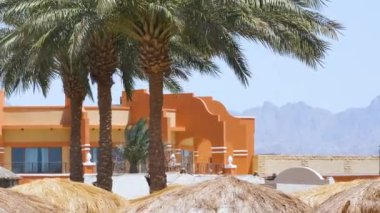 Yeşil hindistan cevizi palmiyeleri rüzgarda sallanıyor tropikal sahilde mavi gökyüzüne ve otel binalarına karşı. Yaz tatili kavramı