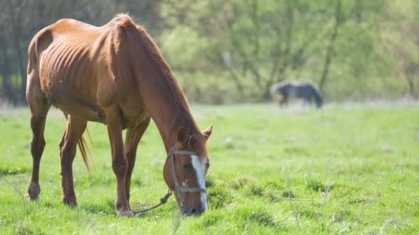 Caballo castaño delgado comiendo hierba mientras pastorea en pastizales de granja — Vídeos de Stock