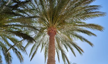 Mavi gökyüzüne karşı tropik sahilde güzel yeşil hindistan cevizi palmiyeleri. Yaz tatili kavramı