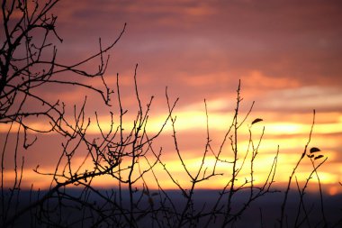 Küçük ağaçlardan ve çalılardan oluşan siyah yapraklar parlak renkli günbatımına karşı güneş ışığıyla aydınlanan canlı bulutlarla aydınlandı.