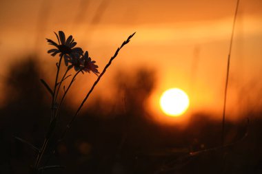 Parlak renkli günbatımı gökyüzüne karşı güneş ışığıyla birlikte yabani çiçeklerin karanlık siluetleri.