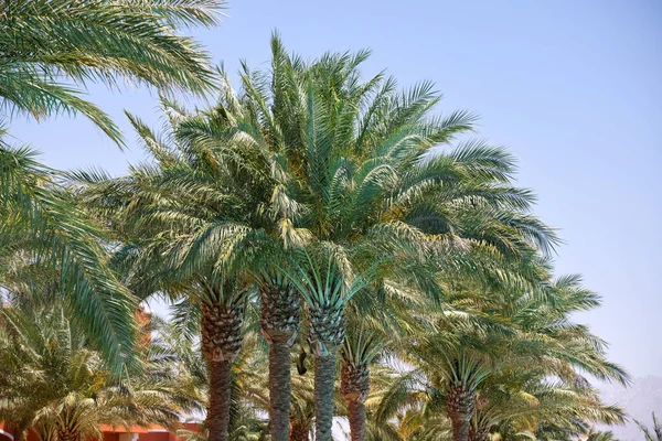 Mavi gökyüzüne karşı tropik sahilde güzel yeşil hindistan cevizi palmiyeleri. Yaz tatili kavramı