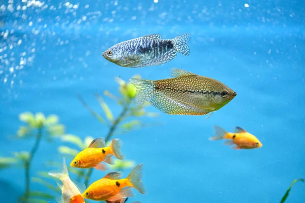 Poissons exotiques colorés nageant dans un aquarium d'eau bleu profond avec des plantes tropicales vertes — Photo