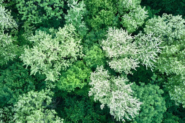 Top down płaski widok z powietrza ciemny bujny las z kwitnących zielonych drzew zadaszenia wiosną — Zdjęcie stockowe