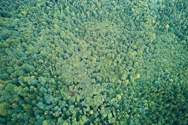 Von oben flache Luftaufnahme des dunklen üppigen Waldes mit grünen Baumkronen im Sommer — Stockfoto