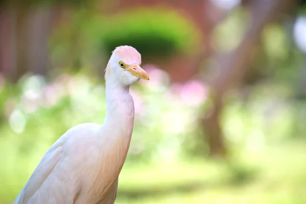 Pájaro salvaje garceta blanca, también conocido como Bubulcus ibis caminando sobre césped verde en verano — Foto de Stock