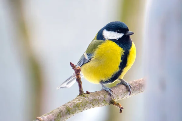 Yellow wild tit bird perching on tree branch on cold winter day — Φωτογραφία Αρχείου