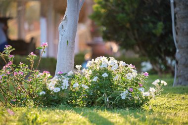 Parlak çiçekli yeşil çalılar tropikal parkta büyüyor.