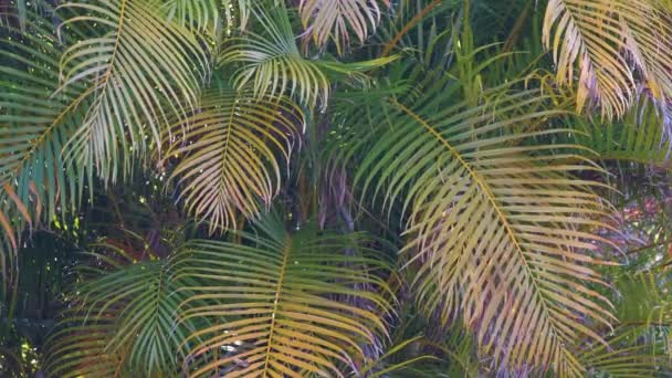 Beautiful green palm tree foliage in tropical forest. Summer rainforest background — Vídeo de stock