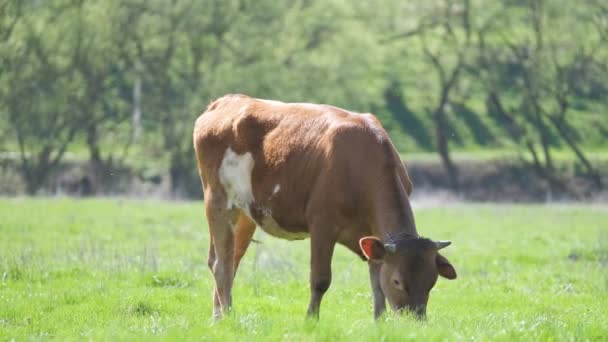 夏の日に緑の農場牧草地で牛乳牛の放牧。農地草原での牛の餌やり — ストック動画