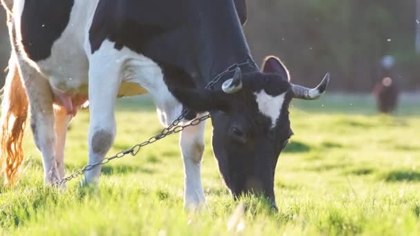 Milk cow grazing on green farm pasture on summer day. Feeding of cattle on farmland grassland — Stock Video