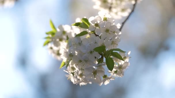 Twigs van kersenboom met witte bloeiende bloemen in het vroege voorjaar — Stockvideo