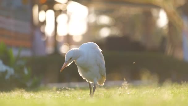 Bílý dobytek volavky divoký pták, také známý jako Bubulcus ibis, procházky na zeleném trávníku v hotelovém dvoře v létě — Stock video