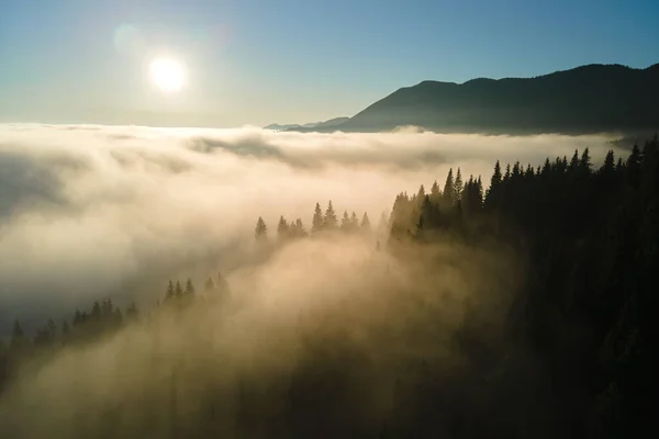 Vista aérea da noite nebulosa sobre árvores de floresta de pinheiros escuros ao pôr do sol brilhante. Paisagem incrível de floresta de montanha selvagem ao entardecer — Fotografia de Stock