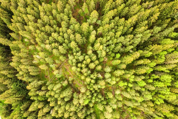 Letecký pohled na zelený borový les s nebesy smrkových stromů v letních horách — Stock fotografie