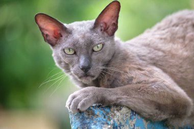 Büyük gri kızgın Sfenks yazın açık havada dinlenen başıboş bir kedi doğuruyor.