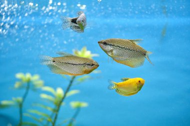 Derin mavi su akvaryumunda yeşil tropikal bitkilerle yüzen renkli egzotik balıklar.