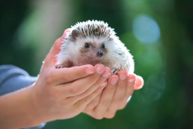 İnsan elleri yaz günü dışarıda küçük bir Afrika kirpisi tutuyor. Evcil hayvan bakımı ve evcil hayvan bakımı.