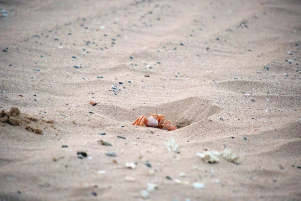 Großaufnahme von wilden Krabben, die sich in einem Sandloch am Strand verstecken — Stockfoto