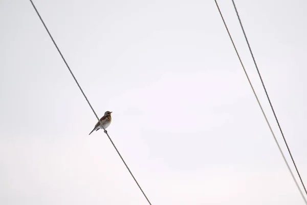 Ein kleiner Wildvogel, der einsam auf einem Stromkabel hockt — Stockfoto