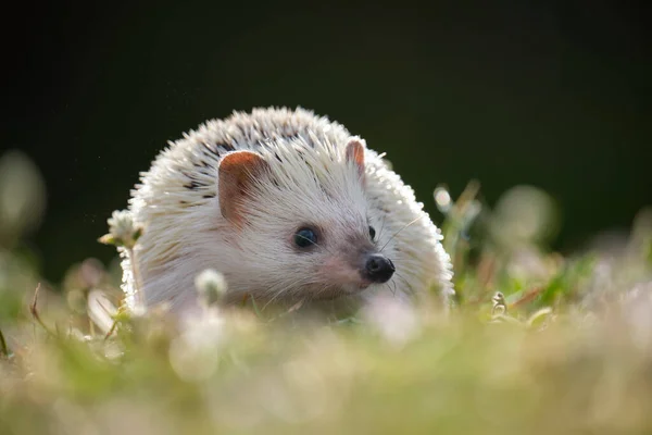 Pequeno animal de estimação ouriço africano na grama verde ao ar livre no dia de verão. Manter animais domésticos e cuidar do conceito de animais de estimação — Fotografia de Stock