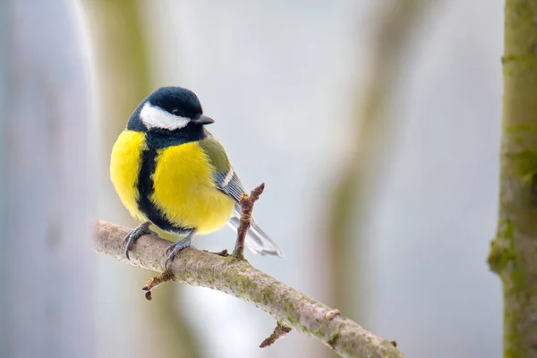 Yellow wild tit bird perching on tree branch on cold winter day — Foto de Stock