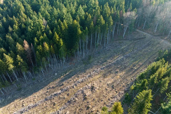 Aerial view of pine forest with large area of cut down trees as result of global deforestation industry. Harmful human influence on world ecology — Stok Foto