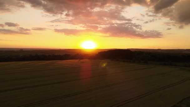 Воздушный пейзаж желтого сельскохозяйственного поля с спелой пшеницей в яркий летний вечер — стоковое видео