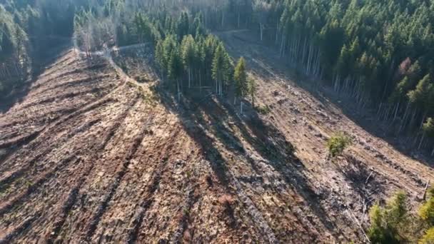 Повітряний вид на сосновий ліс з великою площею вирубаних дерев в результаті глобальної вирубки лісів. Шкідливий вплив людини на світову екологію — стокове відео