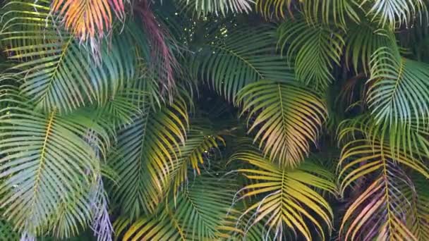 Beautiful green palm tree foliage in tropical forest. Summer rainforest background — Stockvideo
