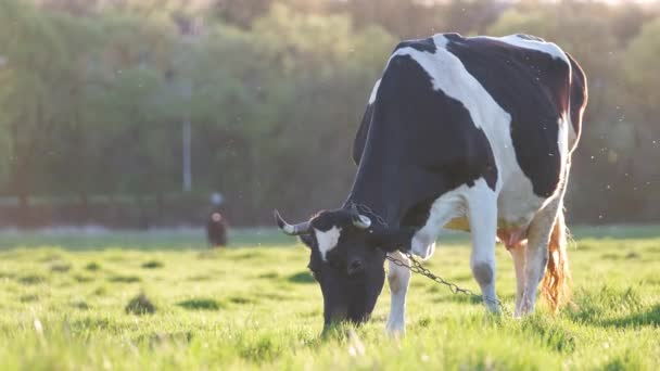 Melkkoe grazen op groene boerderij weide op zomerdag. Veevoederen van runderen op grasland — Stockvideo