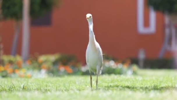 白牛は野鳥を迎え、夏には緑の芝生の上を歩くイビスバブルカスとも呼ばれます。 — ストック動画