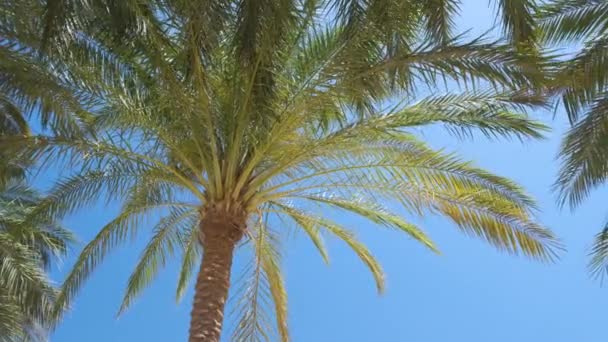 Güzel Yeşil Hindistan Cevizi Palmiyeleri Mavi Gökyüzüne Karşı Tropikal Sahilde — Stok video