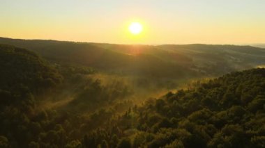 Aydınlık yaz gündoğumunda karanlık orman ağaçları üzerinde canlı sisli bir sabah. Şafak vakti vahşi ormanın muhteşem manzarası.