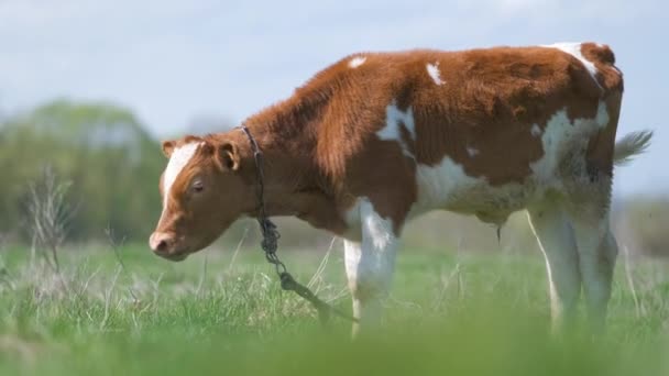 Junge Kälber Weiden Sommertagen Auf Der Grünen Bauernweide Fütterung Von — Stockvideo