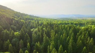 Koyu ladin ağaçlı yeşil çam ormanının havadan görünüşü. Yukarıdan orman manzarası yok.