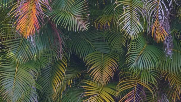 Beautiful Green Palm Tree Foliage Tropical Forest Summer Rainforest Background — Stockvideo