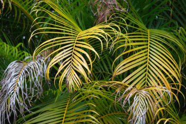 Beautiful green palm tree foliage in tropical forest. Summer rainforest background.
