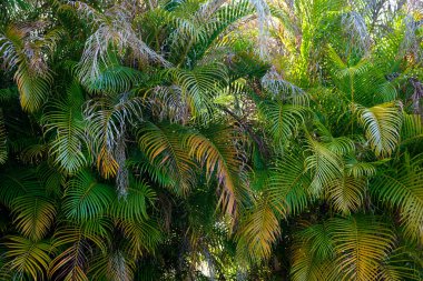Beautiful green palm tree foliage in tropical forest. Summer rainforest background.