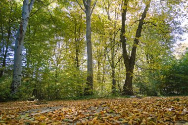 Parlak yeşil ormanın güzel manzarası. Ağaçlar yemyeşil ve yapraklar sonbahar sabahı zemini kaplıyor. Şafak vakti güzel vahşi orman.