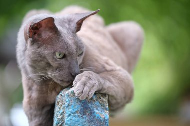 Büyük gri kızgın Sfenks yazın açık havada dinlenen başıboş bir kedi doğuruyor..