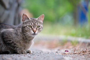 Büyük gri sokak kedisi yazın açık havada dinleniyor..