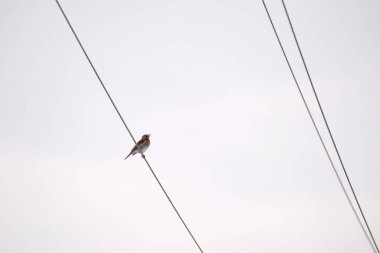 Küçük vahşi bir kuş elektrik hattında tek başına tünedi..